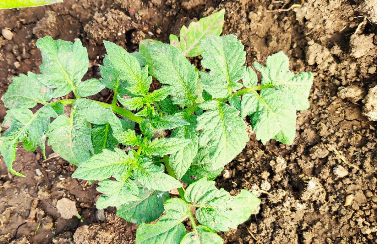 ��� ��������� ������������� ������ � �������: ������� ��������� ������