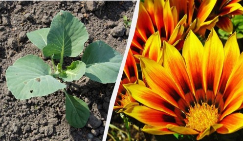 8 неприхотливых растений для дачи, которые помогут сэкономить время