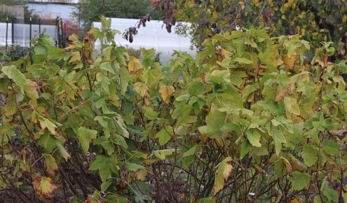 Как правильно подкормить смородину и крыжовник осенью для богатого урожая