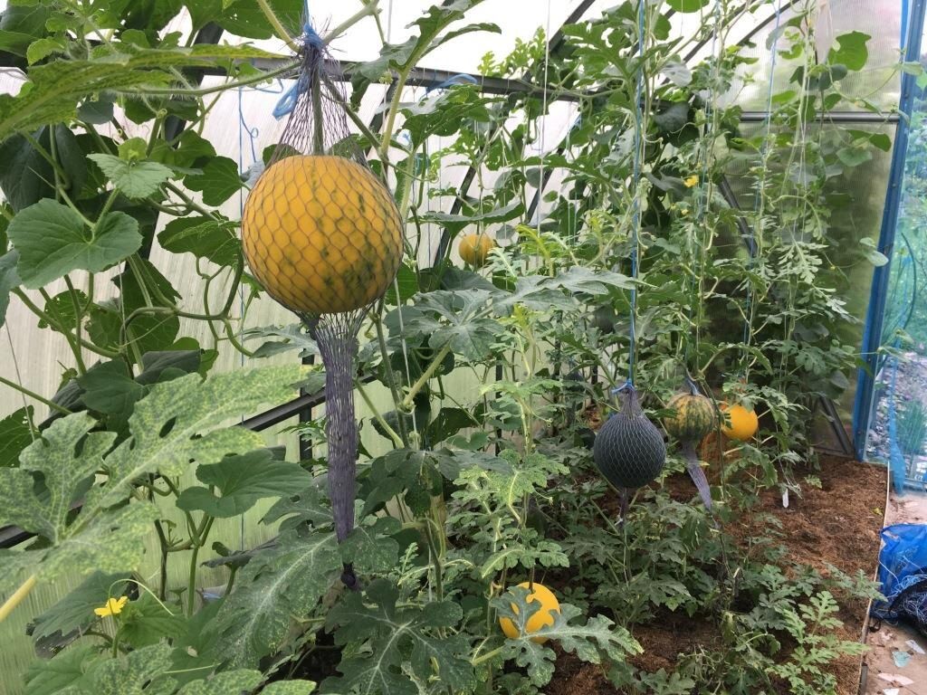 ��������� ���������: ��� ������������� ��������� ���������� �� ����� ���������� � ���������