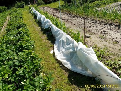 Секреты раннего урожая садовой земляники