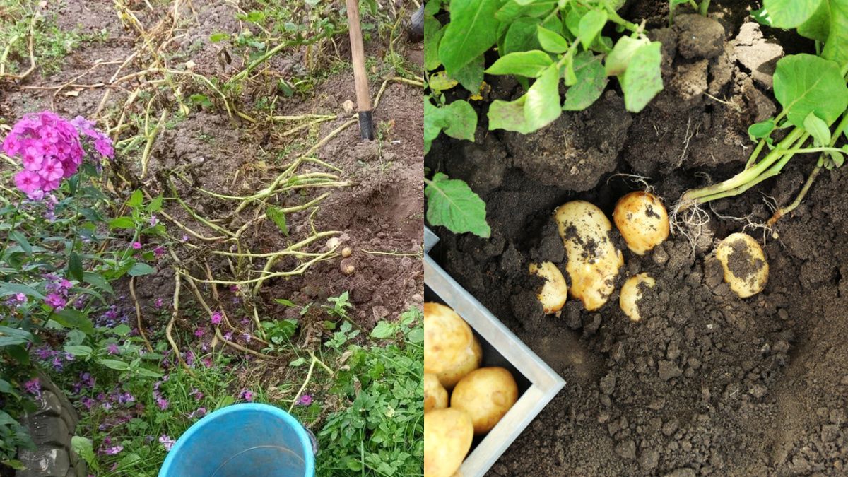 ������� ����������� ���������� ��������� � ������� ��������