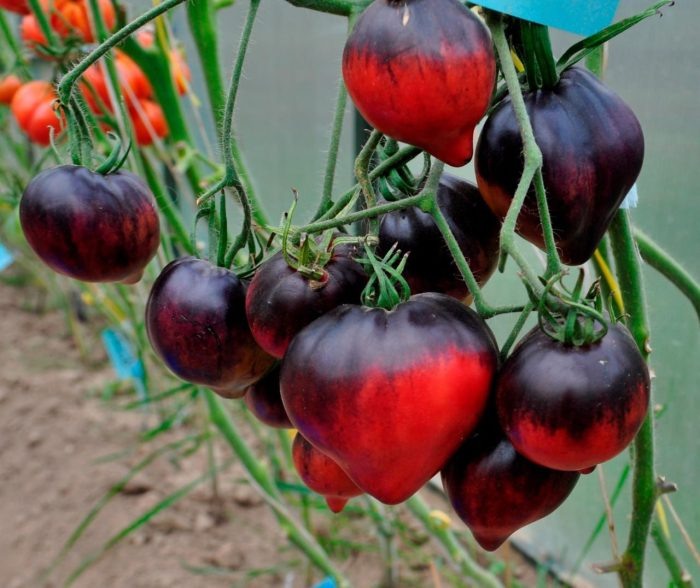 Томат Ауэрмуом Апге: откройте секреты его вкуса и урожайности