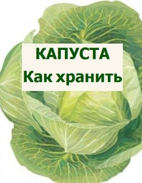 Как эффективно хранить капусту: советы по сохранению здоровья урожая