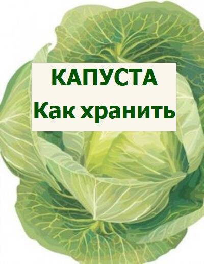 Как эффективно хранить капусту: советы по сохранению здоровья урожая