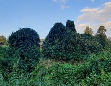 Секреты домашнего пивоварения: как сварить пиво из собственного хмеля