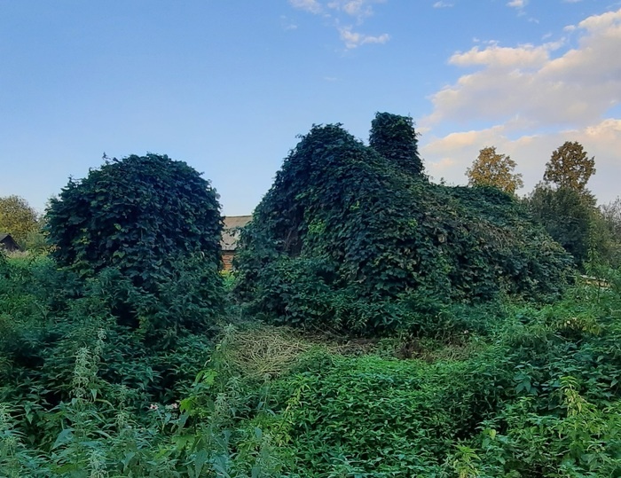 Секреты домашнего пивоварения: как сварить пиво из собственного хмеля