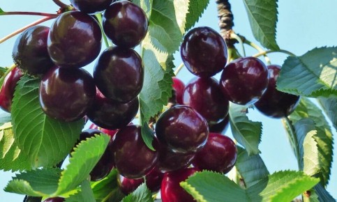 Шедевры весеннего сада: лучшие сорта черешни для посадки в 2025 году