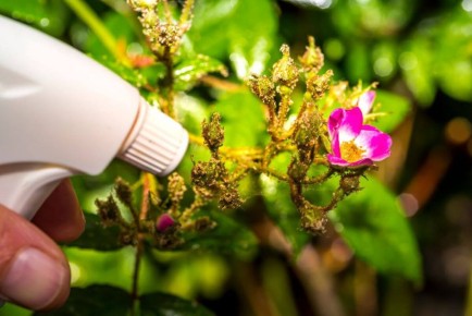 Пора заботиться о садовых цветах: секреты защиты от болезней и вредителей