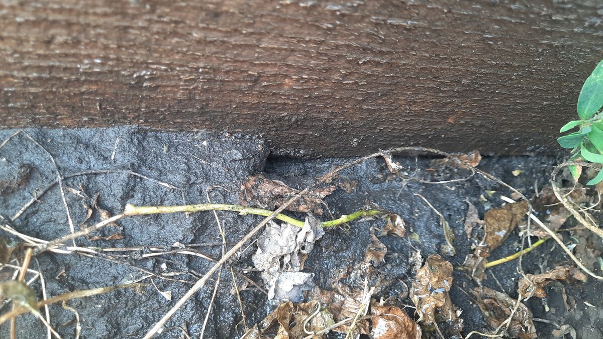 Как быстро избавиться от муравьев на вашем участке