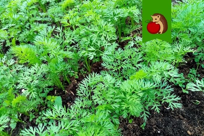 ������� ��������� ������� � ����: ��� �������� ������� � ������� �����������