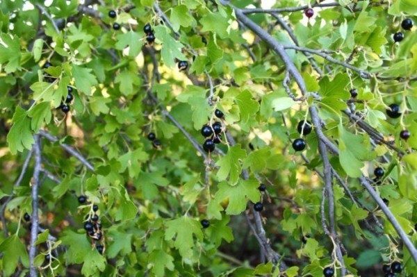 ���������: ����� ����� ������� ��� ������ ���� � 2025 ����