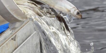 ���������� �������: �������� ������� �������� ����� 4 ������ ������� ���� � ������� �����