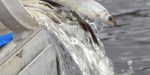 ���������� �������: �������� ������� �������� ����� 4 ������ ������� ���� � ������� �����