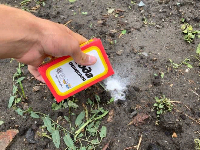 Пищевая сода в саду: необычные решения для вашего огорода