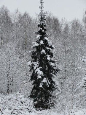 � ������ ������: ������� � ������� ������