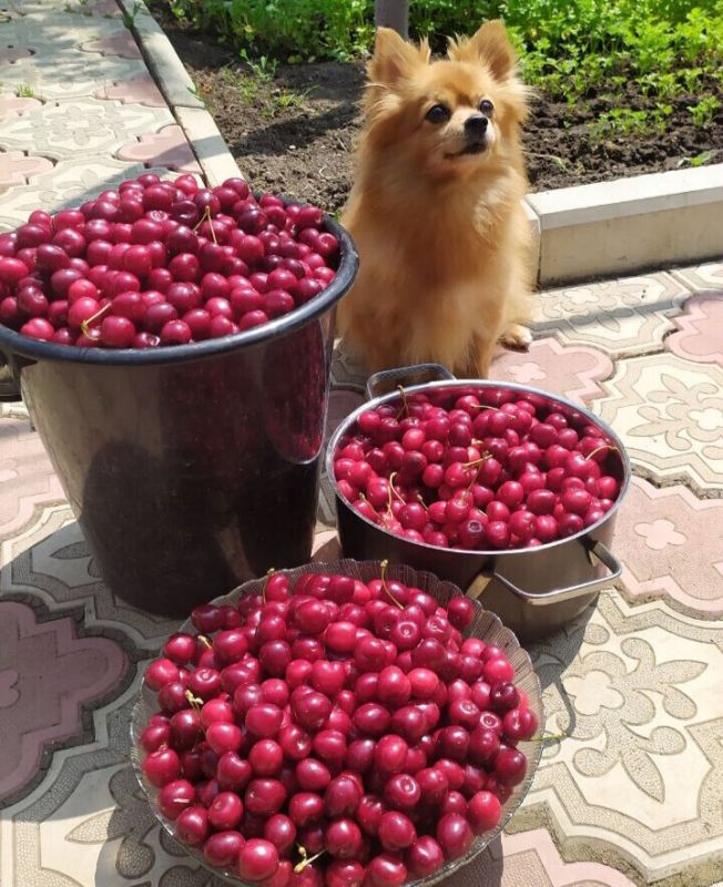 ������� ���������: ��� ������ ������������ ������� �������