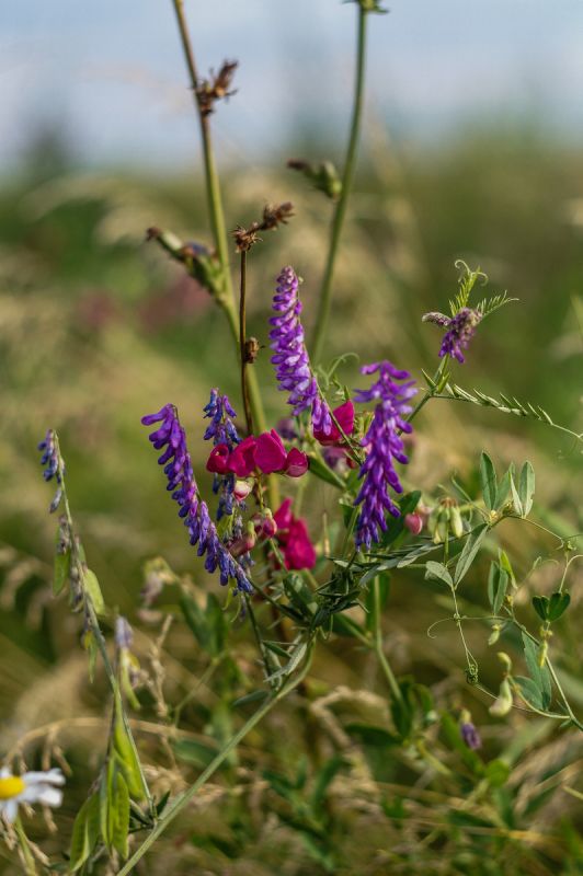 ������ ����������� �������� ���������� �������� �������: ����� � ����