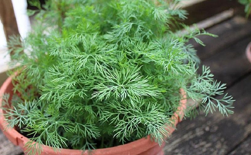 ��� ��������� ����� �� ����������� � ������������ ������ ������� �����