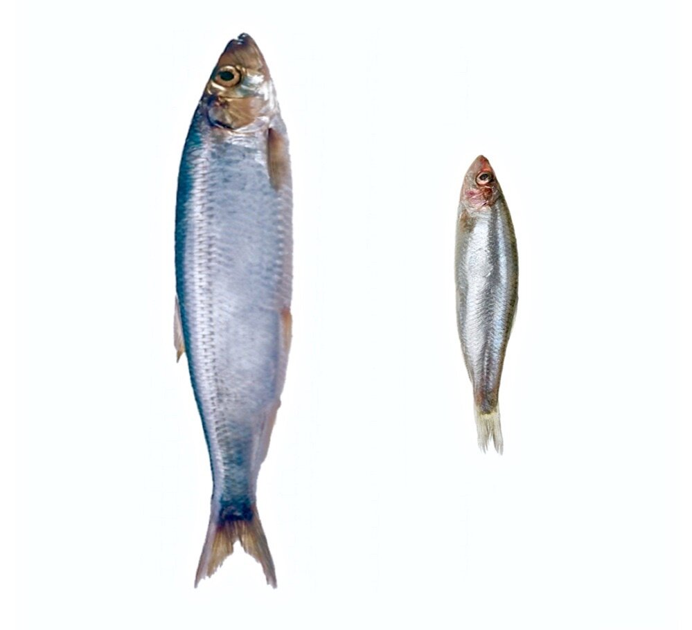 Пряный посол: Как правильно засолить сельдь и кильку