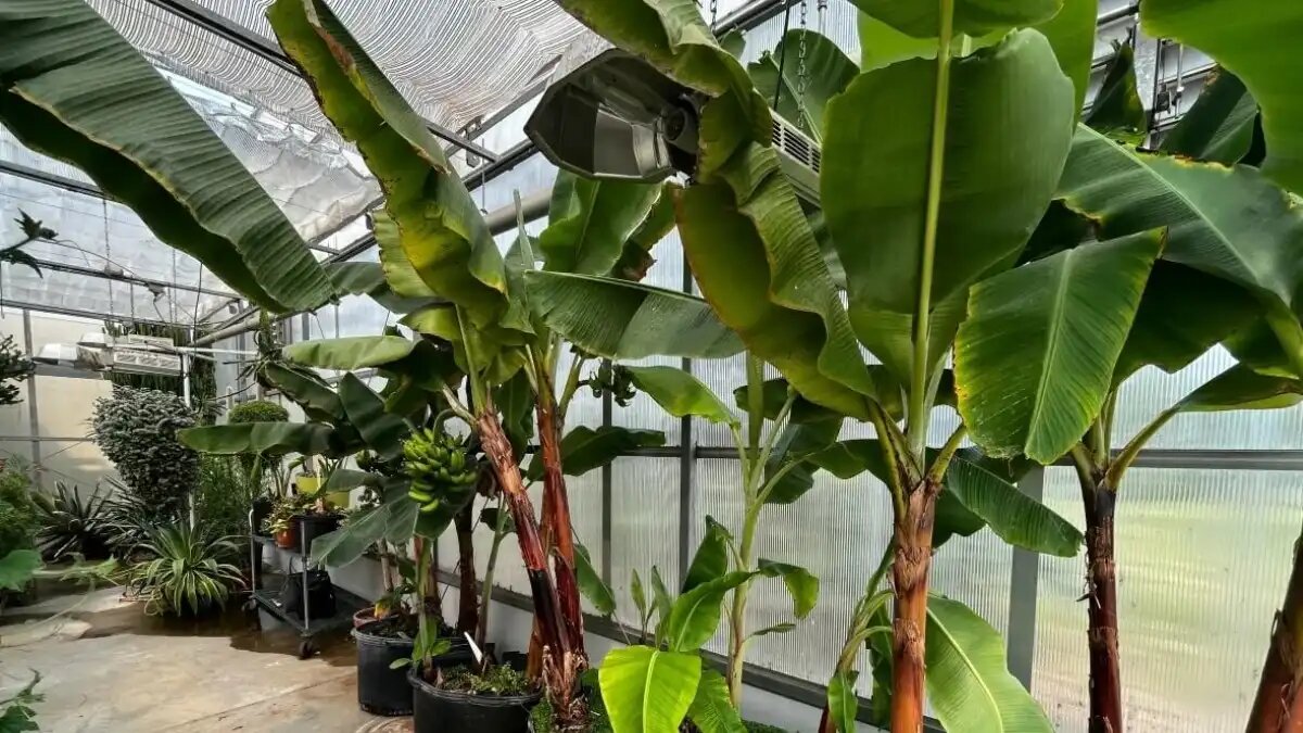 Экзотические фрукты на юге Казахстана: фермеры удивляют бананами в теплицах