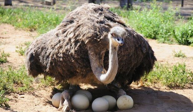 ���������� ����: ��������� �� ����� ������� � ����������� ���������� ����