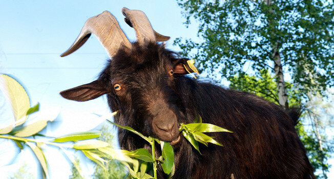 Ферма, где природа и человек живут в гармонии