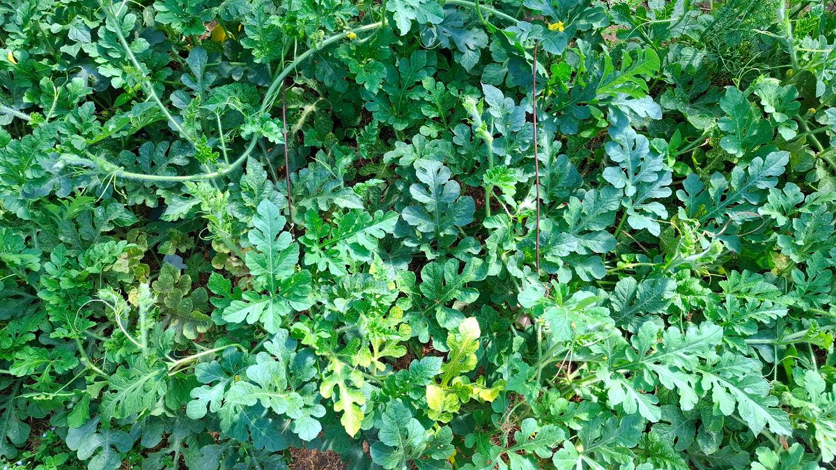 ��������� �����������: ��� ������ ������ � ����