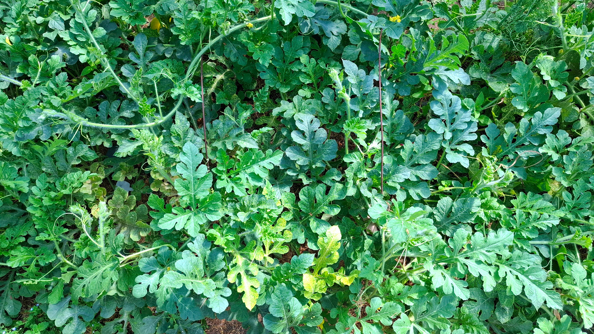 Тепличные приключения: как растут арбузы в жару