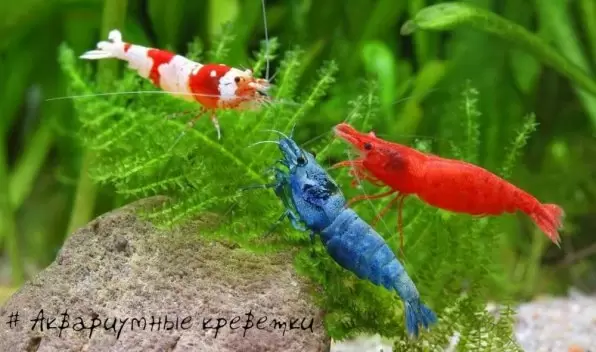 Уникальные виды аквариумных креветок, которые завораживают
