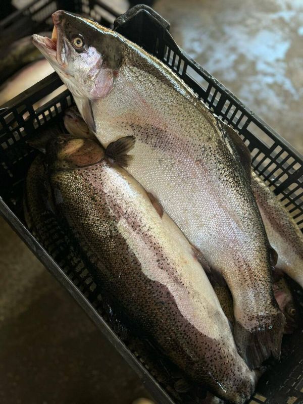 ������ �� ��������� ����������