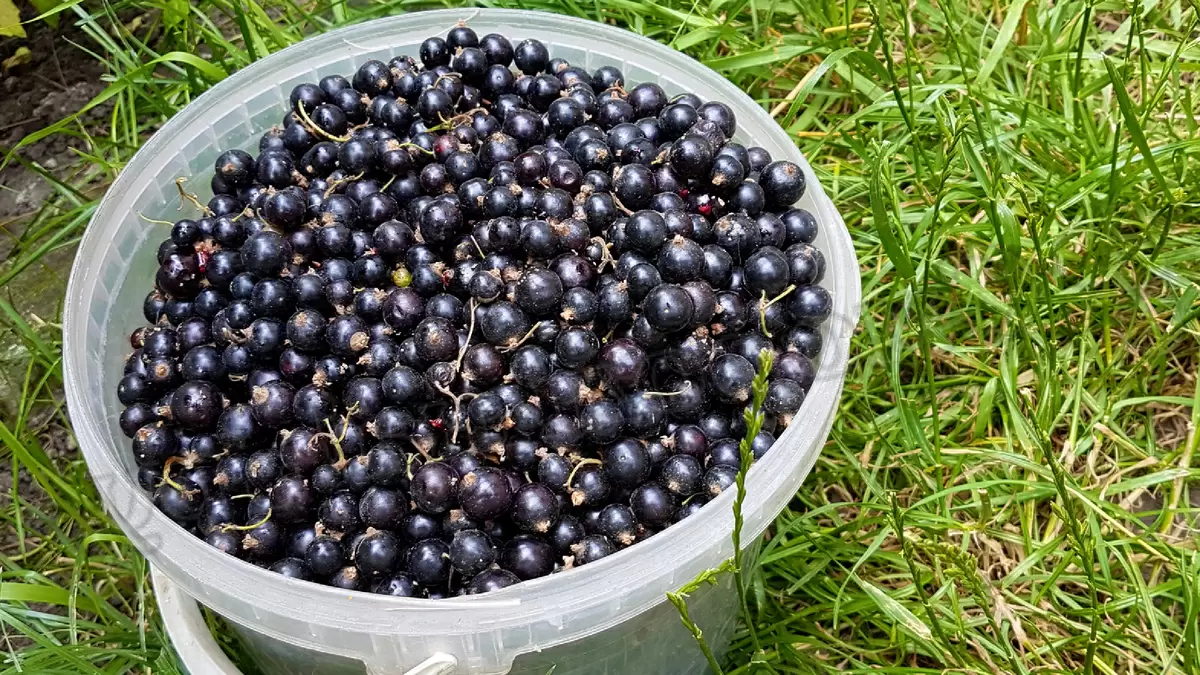 Как правильное питание помогает снизить уровень мочевой кислоты и сохранить здоровье суставов