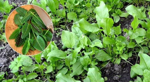 ������: �������� ��������� ��� ��������� ��� ��������?