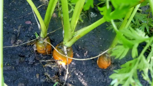 ��� �������� ������� � ������� �������: ������� ��������� �����